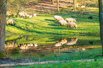 Schafherde an einem Teich mit Wasserspiegelung der Schafe
