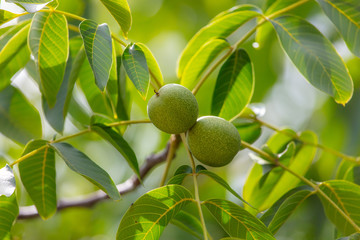 Green walnuts on the branches of a tree