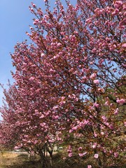 some pink beautiful flowers tree, cherry blossom 