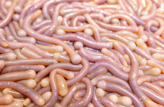 Sea worms on the counter in a cafe.