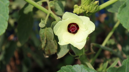 Flower waiting to be ladies finger