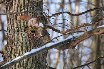 An adult squirrel sits on a tree in a city park on a spring day.