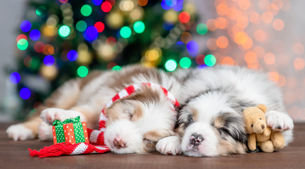 Two Australian shepherd puppies with warm hat sleep with gift box on festive Christmas background
