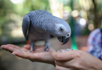 A parrot eats a seed from the hands of a man in the park.