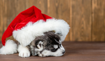 Husky puppy wearing a red santa`s hat sleeps on wooden background. Empty space for text
