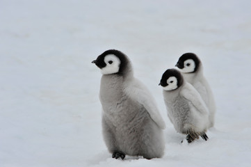 Emperor Penguin chicks in Antarctica