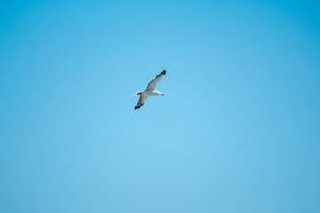 Fototapeta na wymiar single seagull is flying in front of blue sky in Spain