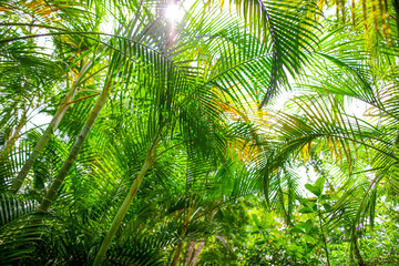 Obraz na płótnie Canvas A large branch of a palm leaf