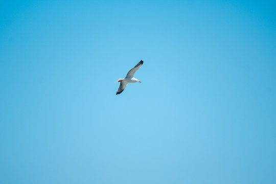 single seagull is flying in front of blue sky in Spain