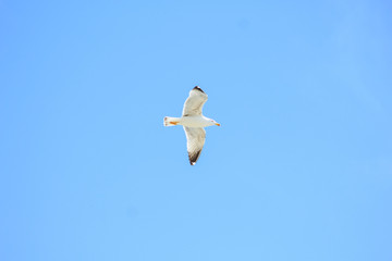 single seagull is flying in front of blue sky in Spain