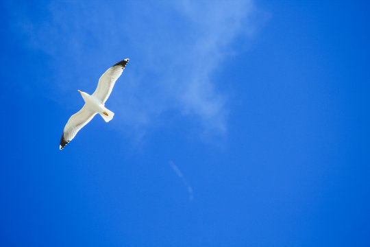 single seagull is flying in front of blue sky in Spain