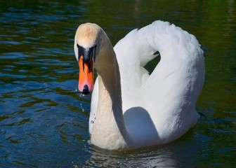 łabędź © Marzena