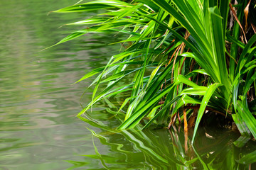 Green plants near the surface of the water on a pond