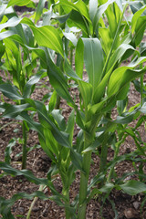 Young healthy sweetcorn growing in the UK