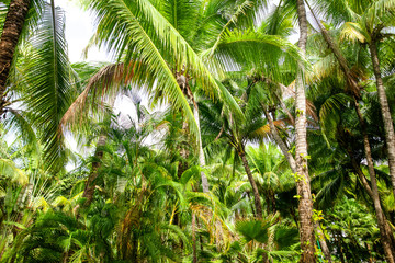 Obraz na płótnie Canvas Beautiful palm trees in the park.