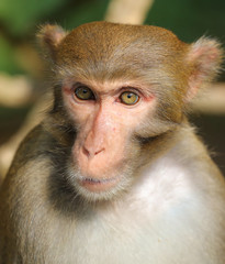Portrait of a monkey in the park