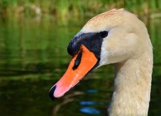 łabędź © Marzena