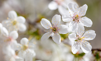 White flowers on a fruit tree on nature