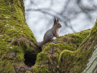 Squirrel in winter feasts on a bun.