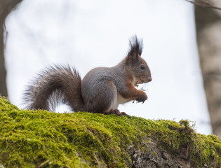 Squirrel in winter feasts on a bun.