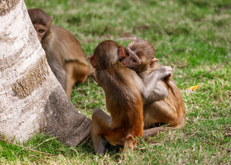 Monkey fight in the park