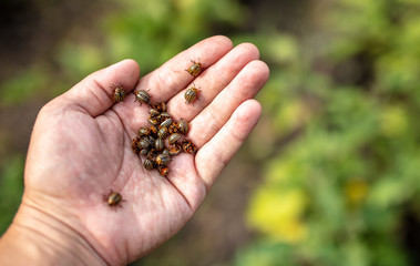 Colorado beetles in a hand on nature.