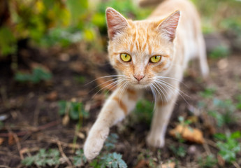 Portrait of a red cat on the nature.