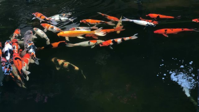Colorful of Koi fish or carp fish are swimming in the pond garden
