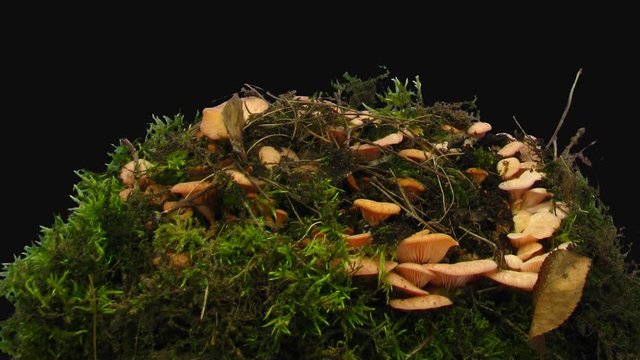 Time-lapse of growing oyster yellow mushroom in a forest 1c1 in PNG+ format with ALPHA transparency channel isolated on black background