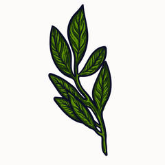 foliage greens, plants isolated hand drawn vector illustration. colorful bouquet botany graphic design clipart elements for your creative projects. wedding invitations, postcards, posters and tattoos.