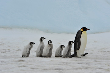 Naklejka na ściany i meble Emperor Penguins with chicks