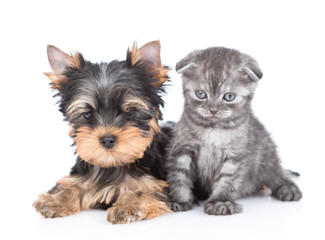 Yorkshire Terrier puppy lies with kitten in front view. Isolated on white background