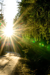 Fototapeta na wymiar Sun flare through the spruce branch