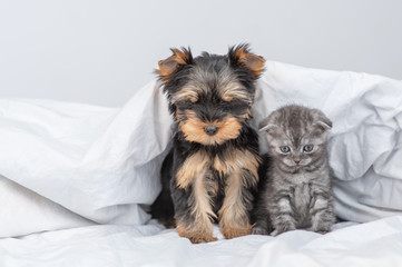 Kitten and york terrier puppy sits together under warm blanket. Empty space for text