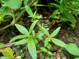 Hedyotis corymbosa in nature background. Useful in gastric irritability, nervous depression, liver complaints, tonsillitis, pharyngitis, bronchitis, pneumonia, mumps, appendicitis, hepatitis, ulcers