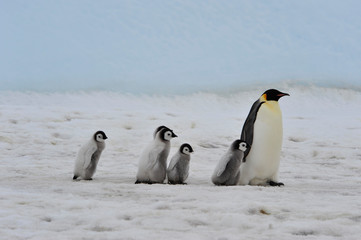 Obraz premium Emperor Penguins with chicks