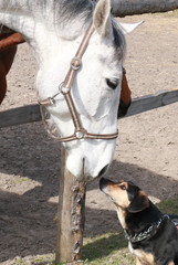 Little kiss © Katarzyna