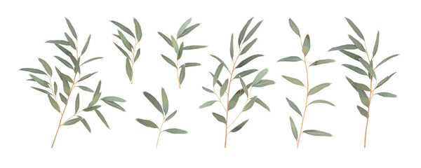 Set different branches of Eucalyptus radiata isolated on a white background. Vector illustration of greenery, foliage and natural leaves. Design element for floral composition and bunch - 333211592