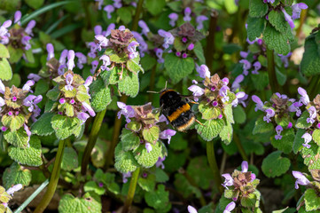 Buff tailed bumblebee collecting nectar pollen from red dead nettle flowers in early spring