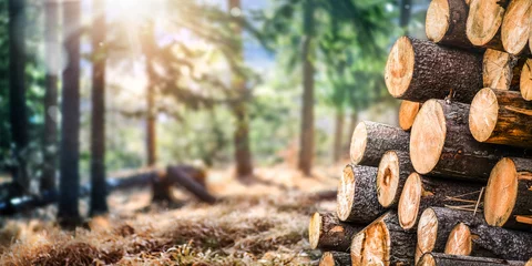 Fotobehang Brandhout textuur Bos pijnbomen en sparren. Log boomstammen stapel, de houtkap hout houtindustrie. Brede banner of panorama houten stammen.