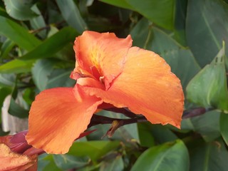 orange flower in garden