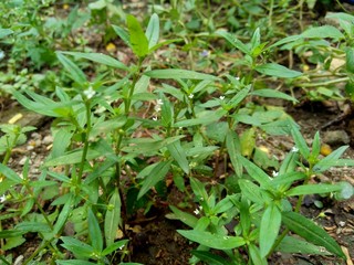 Hedyotis corymbosa in nature background. Useful in gastric irritability, nervous depression, liver complaints, tonsillitis, pharyngitis, bronchitis, pneumonia, mumps, appendicitis, hepatitis, ulcers