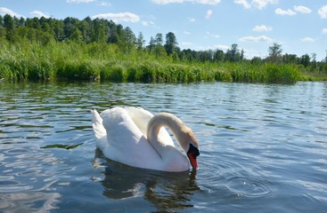 łabędź © Marzena