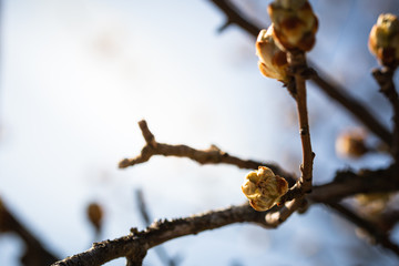 Closeup of a apple tree bud in the sunlight on a sunny day early in spring.