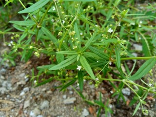 Hedyotis corymbosa in nature background. Useful in gastric irritability, nervous depression, liver complaints, tonsillitis, pharyngitis, bronchitis, pneumonia, mumps, appendicitis, hepatitis, ulcers