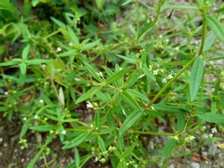 Hedyotis corymbosa in nature background. Useful in gastric irritability, nervous depression, liver complaints, tonsillitis, pharyngitis, bronchitis, pneumonia, mumps, appendicitis, hepatitis, ulcers