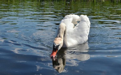 łabędź © Marzena