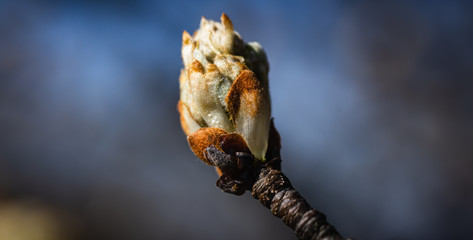 Closeup of a apple tree bud in the sunlight on a sunny day early in spring.