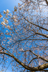 cherry blossoms in spring season