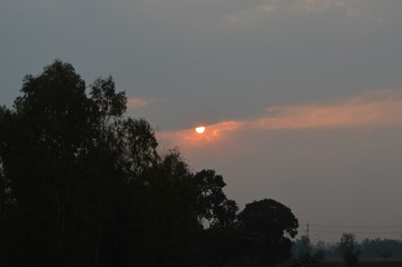 The morning sun above the tree tops